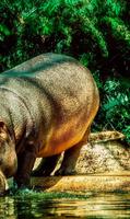 Hippo ONline cam capture d'écran 1