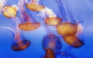 Jellyfish LIVE broadcasting পোস্টার