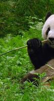 Panda ONline cam imagem de tela 1