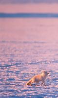 Polar Bears ONline cam الملصق
