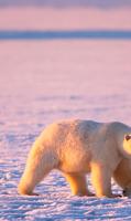 Polar Bears ONline cam تصوير الشاشة 1