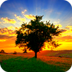 Sunrise / camera LIVE APK