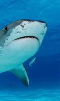 shark camera LIVE 스크린샷 2