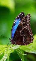 Butterfly Wallpapers 截图 1