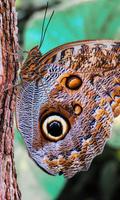 Butterfly Wallpapers 截图 2