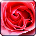 Rose Wallpaper icône