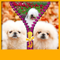 Fluffy Dog Zipper UnLock