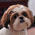 Shih Tzu 101
