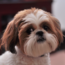 Shih Tzu 101 APK