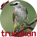 Kicau Burung Trucukan APK