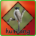 Kicau Kutilang Jawa