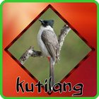 Kicau Kutilang Jawa ícone