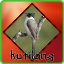 Kicau Kutilang Jawa APK