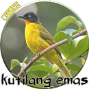 Kicau Merdu Kutilang Emas APK
