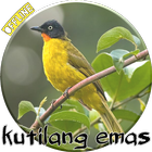 Icona Kicau Merdu Kutilang Emas