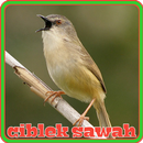 Ciblek Sawah Ngebren Panjang APK