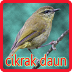 Kicau Cikrak Daun