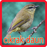Kicau Cikrak Daun আইকন