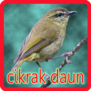 Kicau Cikrak Daun APK