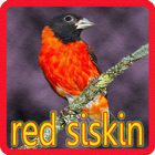 Kicau Red Siskin icône