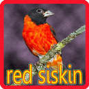 Kicau Red Siskin APK