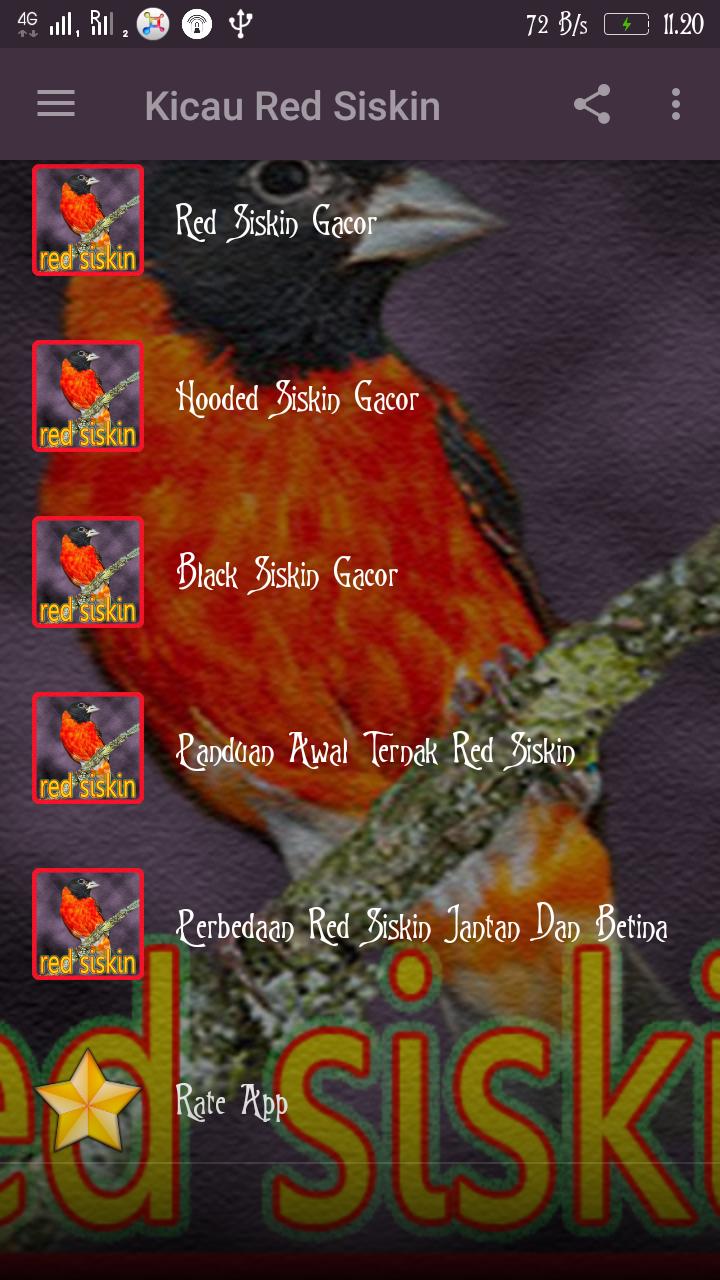 Kicau Red Siskin For Android Apk Download