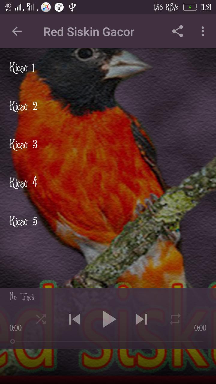 Kicau Red Siskin For Android Apk Download