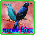 Kicau Cucak Biru