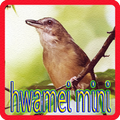 Kicau Hwamei Mini