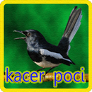 Kacer Poci Masteran APK