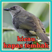 Kicau Kapas Tembak