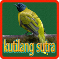 Kicau Kutilang Sutra