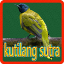 Kicau Kutilang Sutra APK