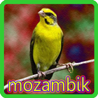 Kicau Mozambik Master icono