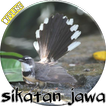Kicau Sikatan Jawa/Kipasan