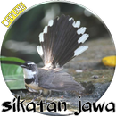 Kicau Sikatan Jawa/Kipasan APK