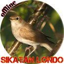 Kicau Sikatan Londo APK