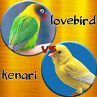 Lovebird Ngekek vs Kenari Gacor icône