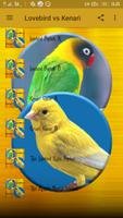 Lovebird Ngekek vs Kenari Gacor captura de pantalla 1