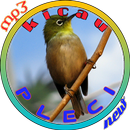 Masteran Pleci APK