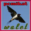 Pemikat Walet Panggil Inap