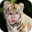 Tiger Photo Editor