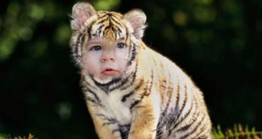 Tiger Photo Editor 截图 2