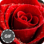 صور زهور متحركة GIFs