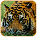 Zoo Animal Sound APK