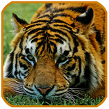 Zoo Animal Sound icono