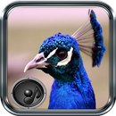 Song of Birds APK