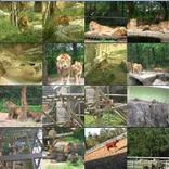 Zoo