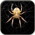 Spider Wallpapers آئیکن