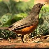 Sabiá Laranjeira Canto Piedade icon